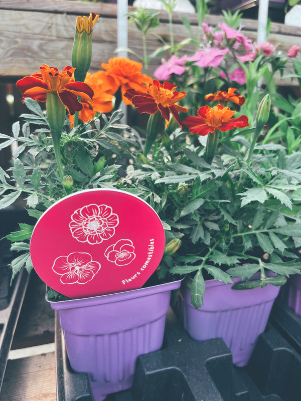 Étiquettes de fleurs comestibles pour semis et potager, fabriqués au Québec