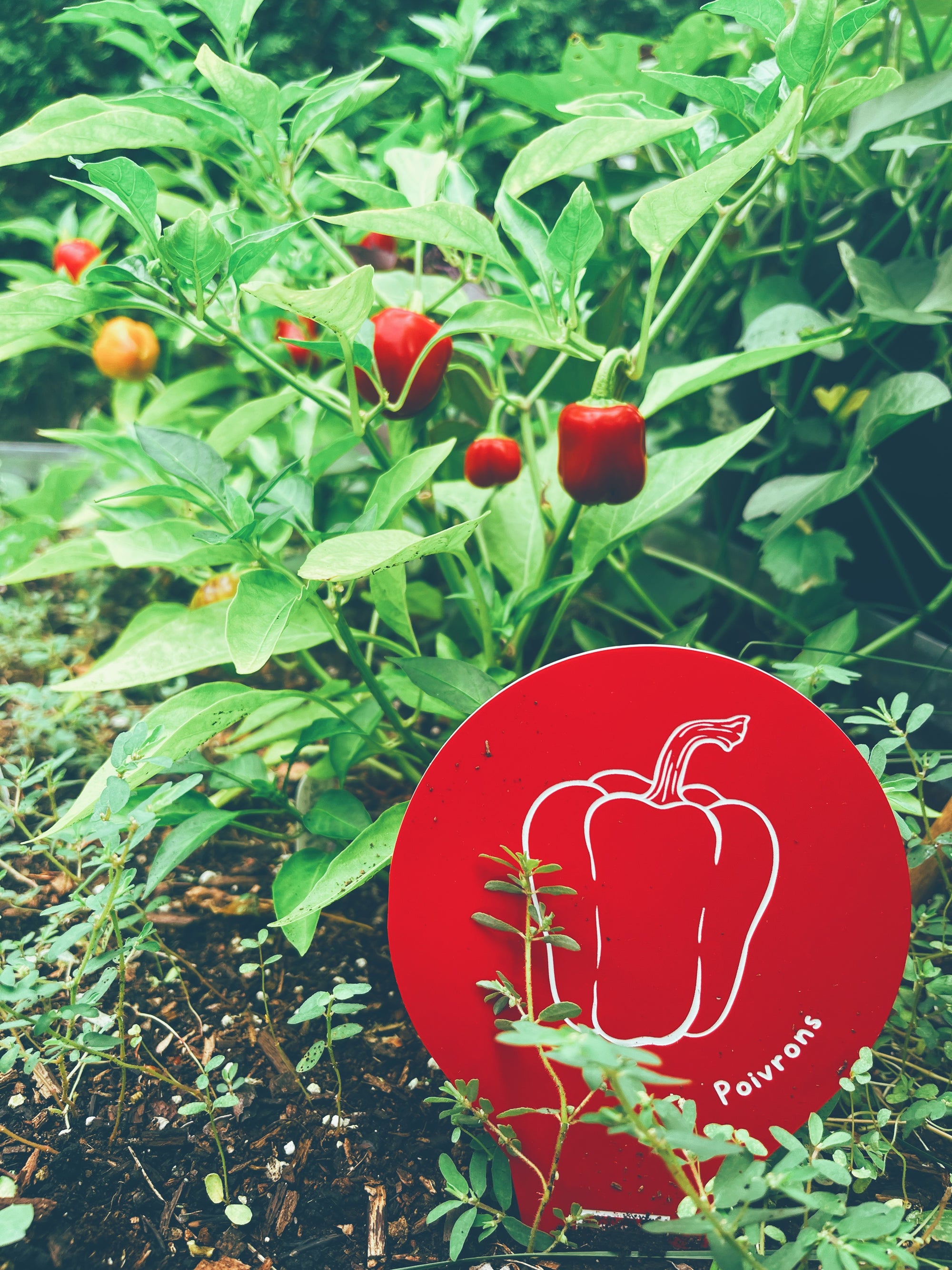 Marqueur pour le potager - Québec