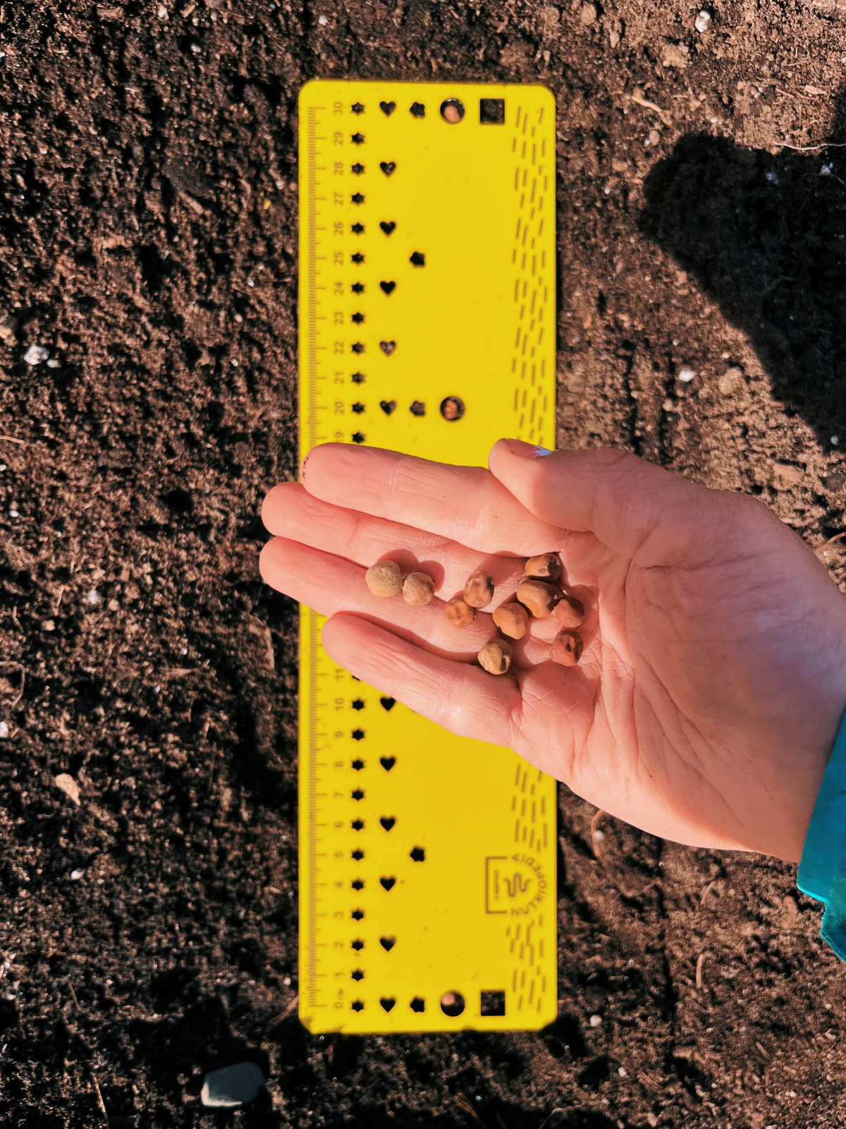 Coco Rio Ruler Seedling ruler - template for sowing in rows, made in Quebec, Canada