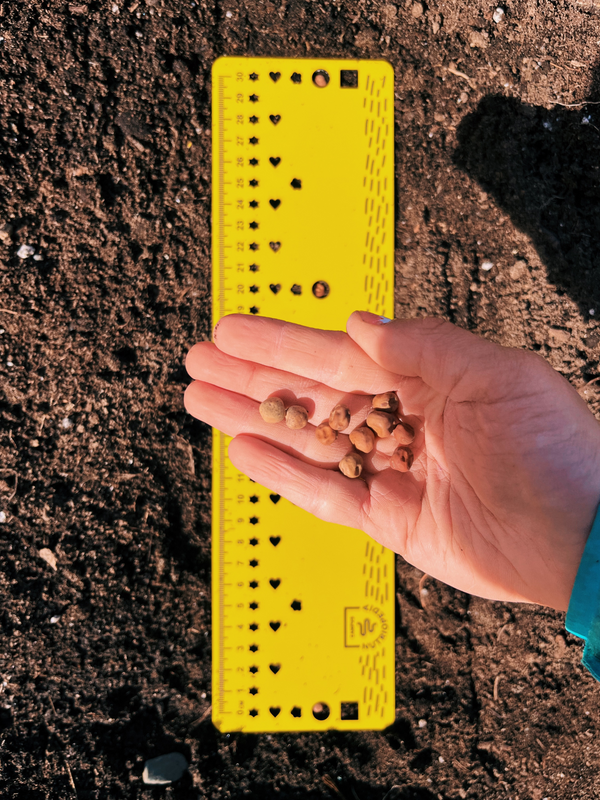 Seedling ruler - template for sowing in rows, made in Quebec, Canada