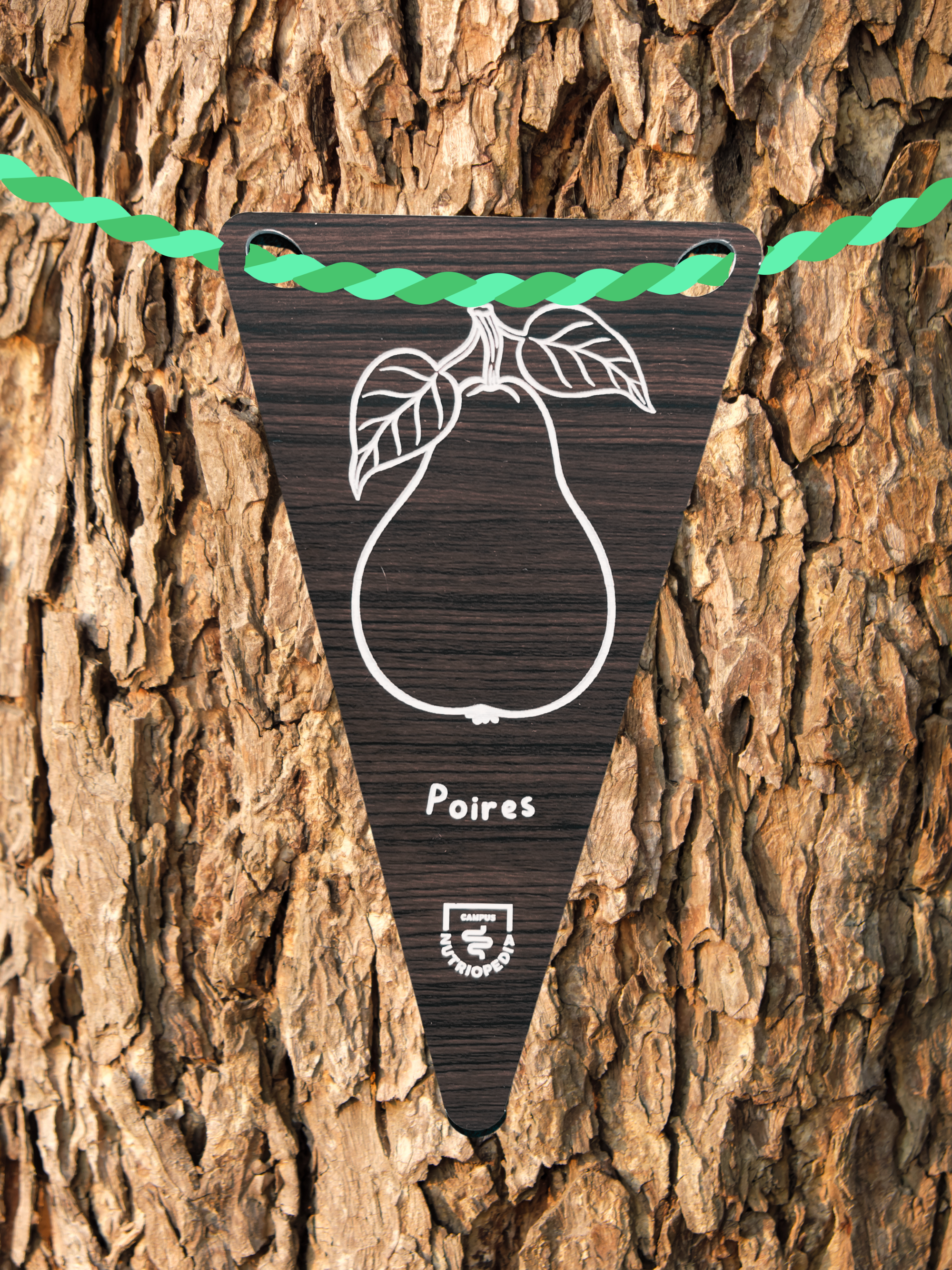 tag arbre étiquette arbre fruitiers fruits québec école primaire potager