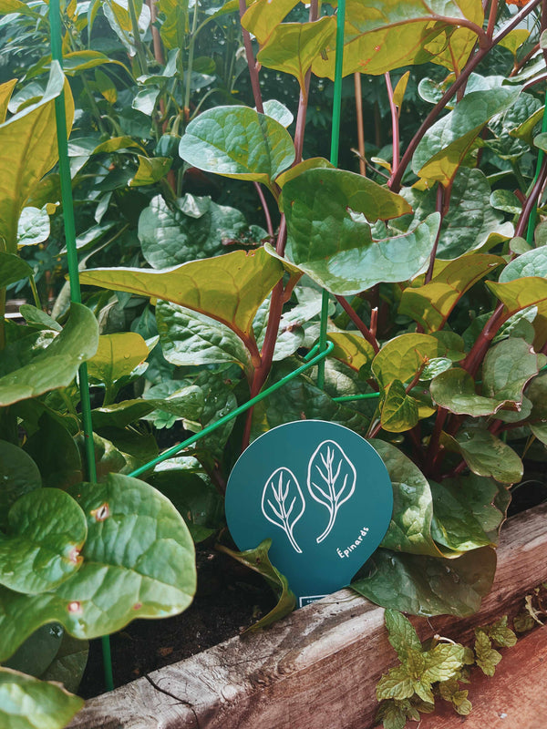 Marqueurs de potager - illustration et écriture, fabriqués au Québec