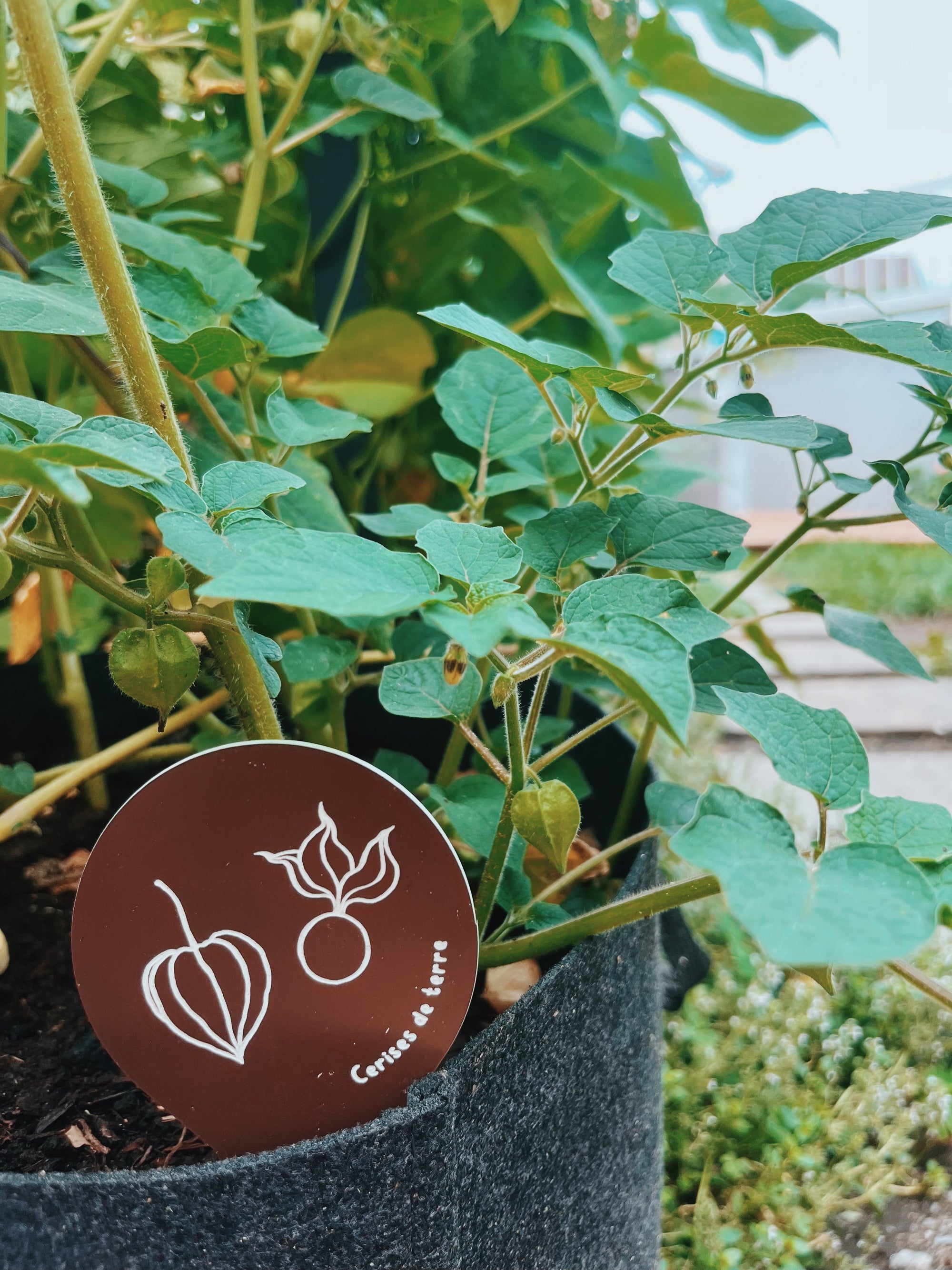 Étiquettes pour semis et potager, fabriquées au Québec, illustration et nom - Arc-en-ciel
