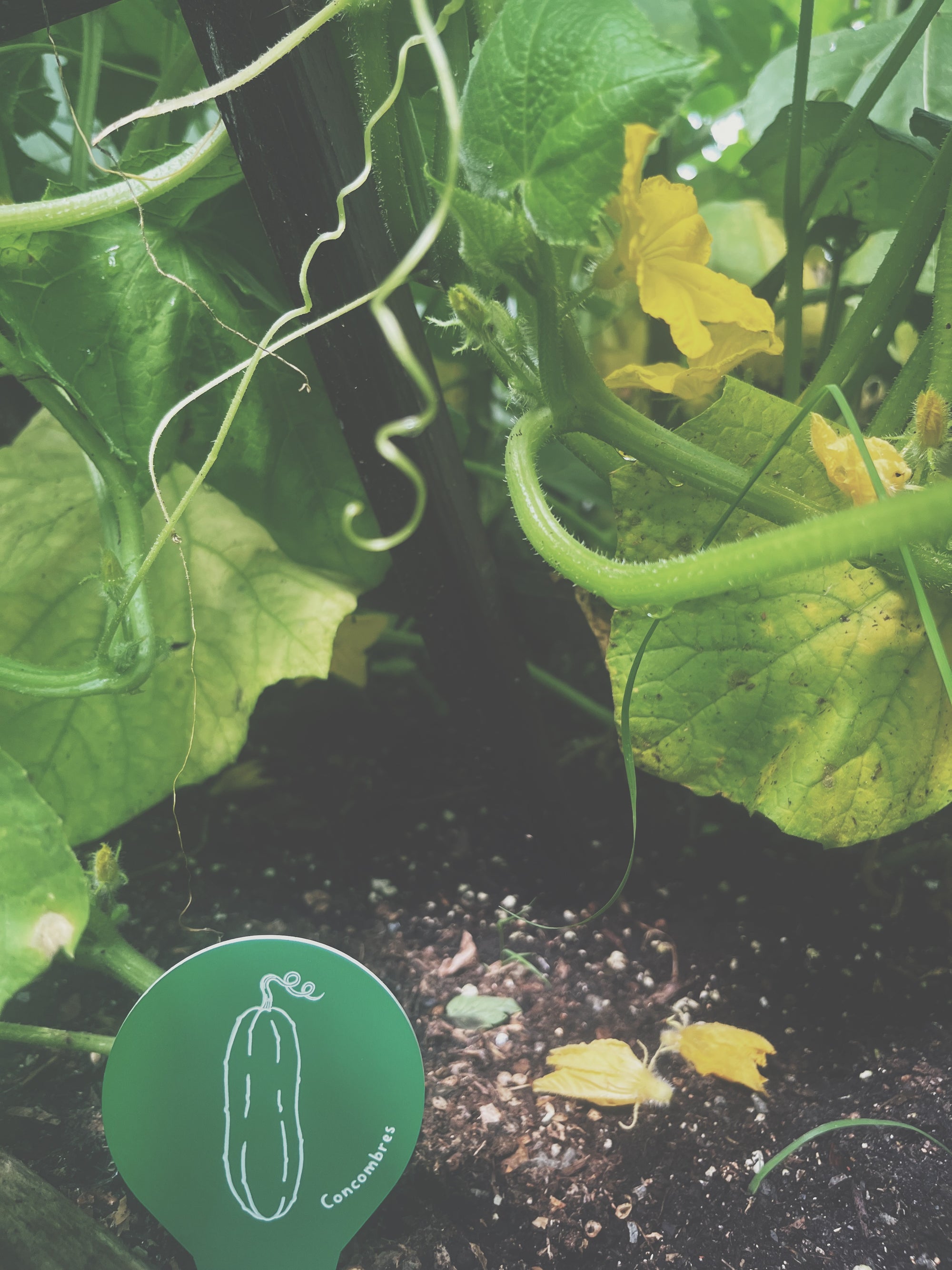Étiquettes pour semis et potager, fabriquées au Québec, illustration et nom - Arc-en-ciel
