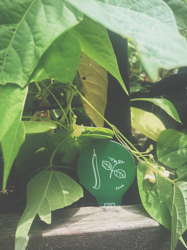 Étiquettes pour semis et potager, fabriquées au Québec, illustration et nom - Arc-en-ciel