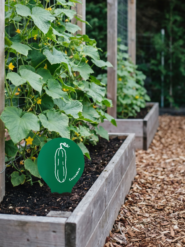 tag jardin concombre québec